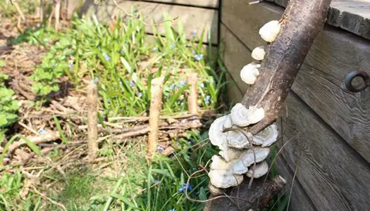 1) Drop "haveaffald"