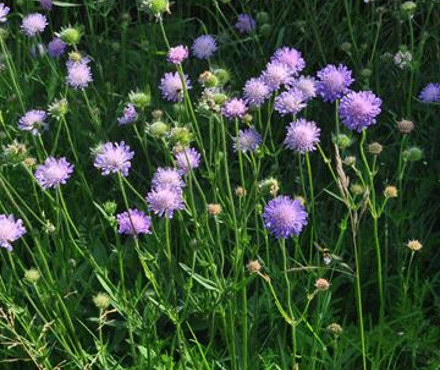 jcs-knautia-arvensis-60268.jpg