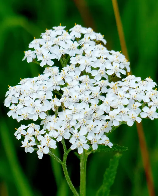 Almindelig røllike (Achillea millefolium)