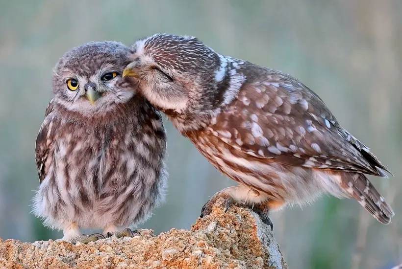 Et smerteligt tab: Kirkeuglen er nu tæt på at forsvinde helt fra Danmark 