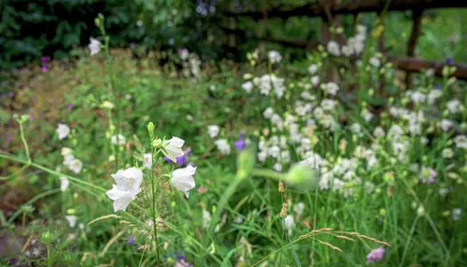 3 måder: Sådan kan du hjælpe de truede arter