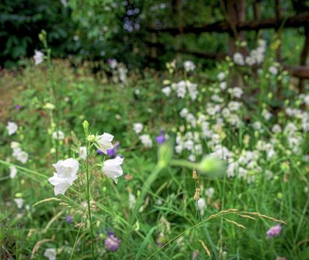 blomstereng.jpg