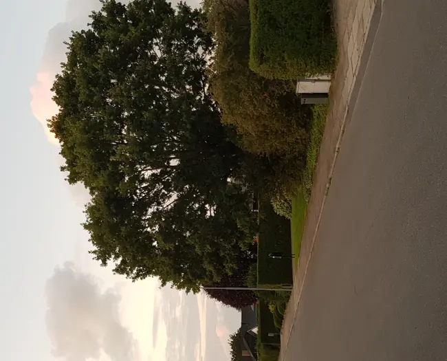 4) Pas på hvor du planter