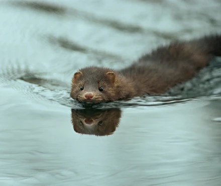 Mink.jpg