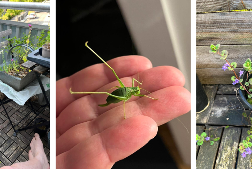 Den vildeste altan – sådan skaber du en altan fyldt med blomster og sommerfugle