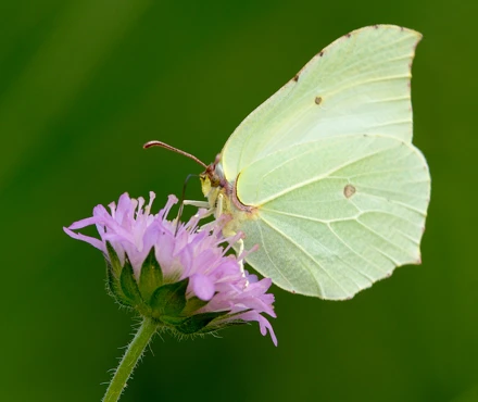 citronsommerfugl.jpg