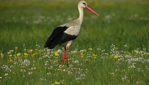 Hvid stork