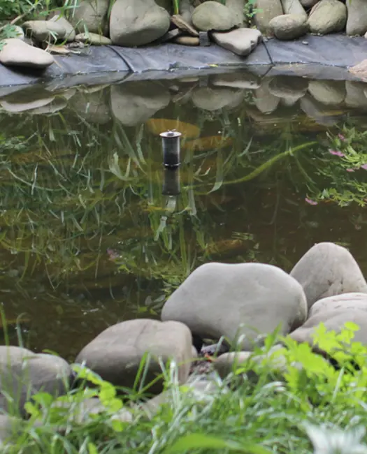 Havedammen er blevet mere almindelig