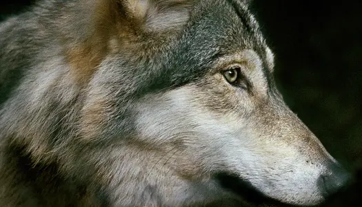 Det skal du gøre, hvis du møder en ulv 