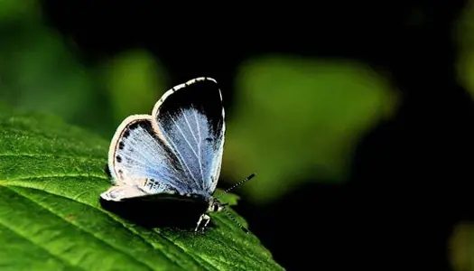10. Skovblåfugl