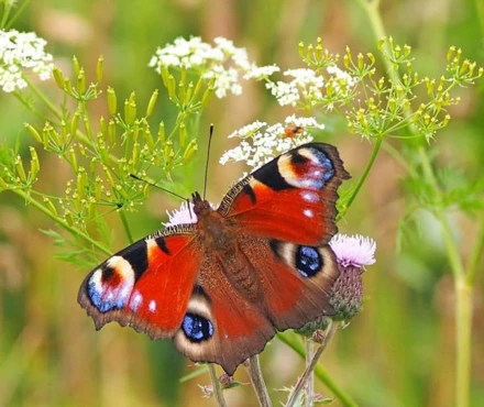 peacock-butterfly-1526939_1280 sommerfugl.jpg