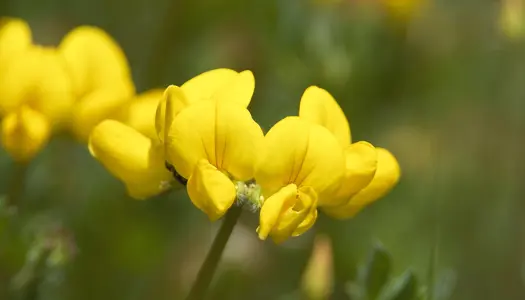 Almindelig kællingetand (Lotus corniculatus)