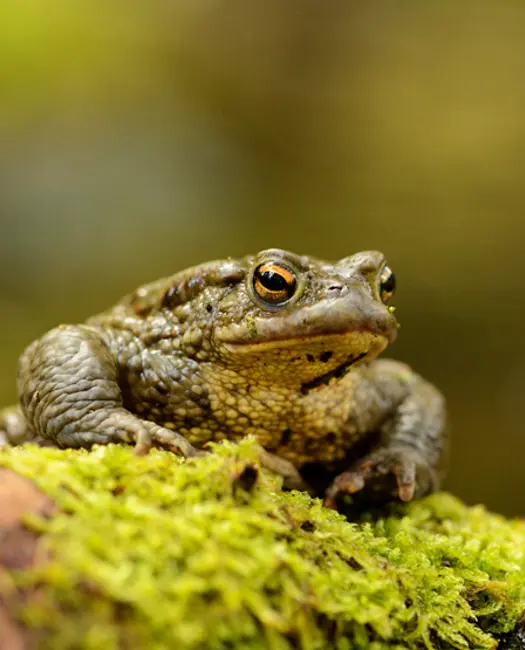 Skrubtudsen er glad for vand i haven