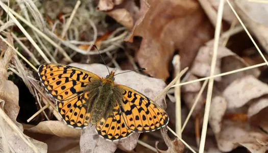 Rødlig perlemorssommerfugl